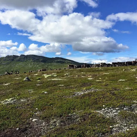 Luxurious, Well-equipped And Modern By The Cross-country Trails Nyaraló Eggedal